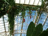 Aristolochia Christchurch Bot Gds 